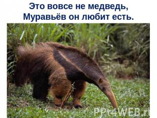 Это вовсе не медведь,Муравьёв он любит есть.