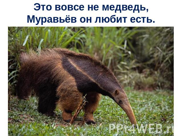 Это вовсе не медведь,Муравьёв он любит есть.