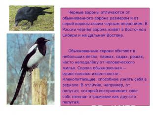 Черные вороны отличаются от обыкновенного ворона размером и от серой вороны свои
