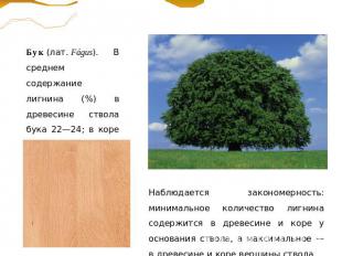 Бук (лат. Fágus). В среднем содержание лигнина (%) в древесине ствола бука 22—24