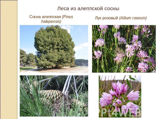 Леса из алеппской сосныСосна алеппская (Pinus halepensis)Лук розовый (Allium roseum)