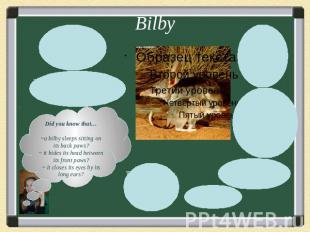 BilbyDid you know that…~a bilby sleeps sitting on its back paws?~ it hides its h