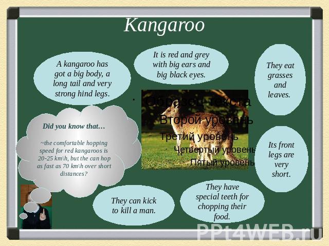 KangarooA kangaroo has got a big body, a long tail and very strong hind legs.It is red and grey with big ears and big black eyes.Did you know that…~the comfortable hopping speed for red kangaroos is 20-25 km\h, but the can hop as fast as 70 km\h ove…