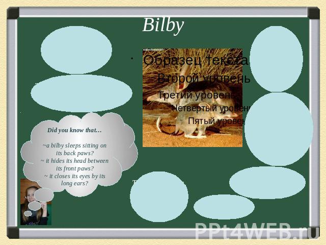 BilbyDid you know that…~a bilby sleeps sitting on its back paws?~ it hides its head between its front paws?~ it closes its eyes by its long ears?