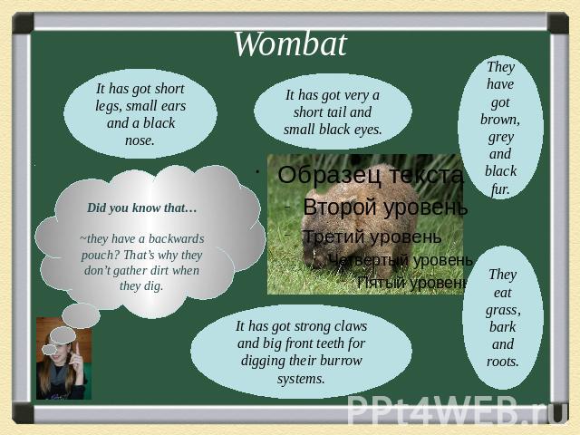 WombatDid you know that…~they have a backwards pouch? That’s why they don’t gather dirt when they dig.