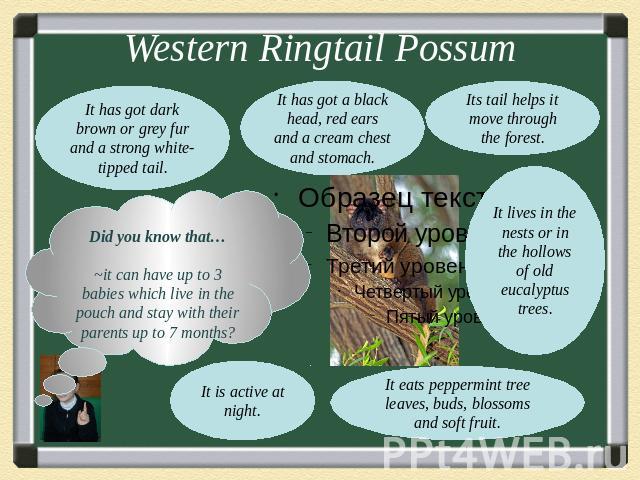 Western Ringtail PossumDid you know that…~it can have up to 3 babies which live in the pouch and stay with their parents up to 7 months?It has got dark brown or grey fur and a strong white-tipped tail.It has got a black head, red ears and a cream ch…