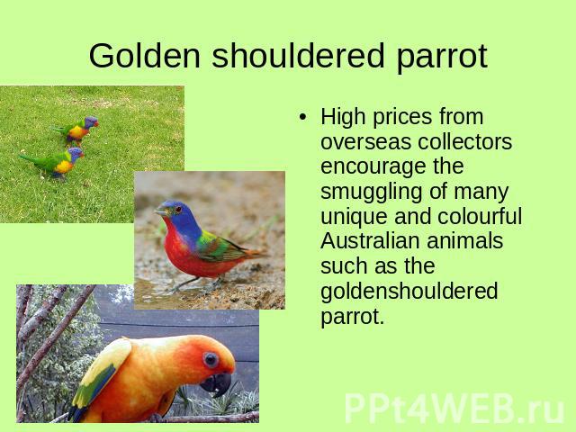 Golden shouldered parrotHigh prices from overseas collectors encourage the smuggling of many unique and colourful Australian animals such as the goldenshouldered parrot.