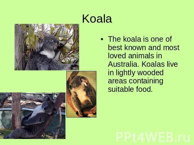 KoalaThe koala is one of best known and most loved animals in Australia. Koalas live in lightly wooded areas containing suitable food.