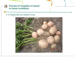 Process of reception of starch in house conditions2. In September we reaped a cr