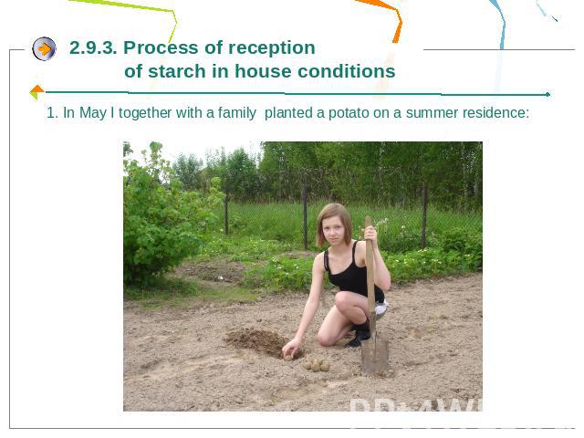 2.9.3. Process of reception of starch in house conditions1. In May I together with a family planted a potato on a summer residence: