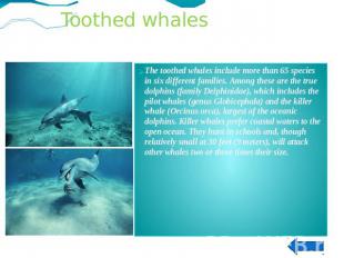 The toothed whales include more than 65 species in six different families. Among