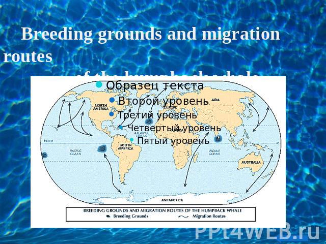 Breeding grounds and migration routes of the humpback whale