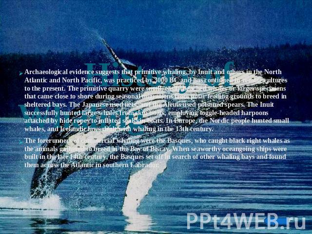 Archaeological evidence suggests that primitive whaling, by Inuit and others in the North Atlantic and North Pacific, was practiced by 3000 BC and has continued in remote cultures to the present. The primitive quarry were small, easily beached whale…