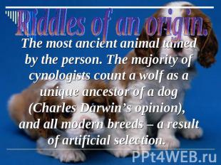 The most ancient animal tamed by the person. The majority of cynologists count a