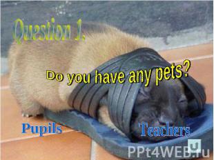 Question 1.Do you have any pets?