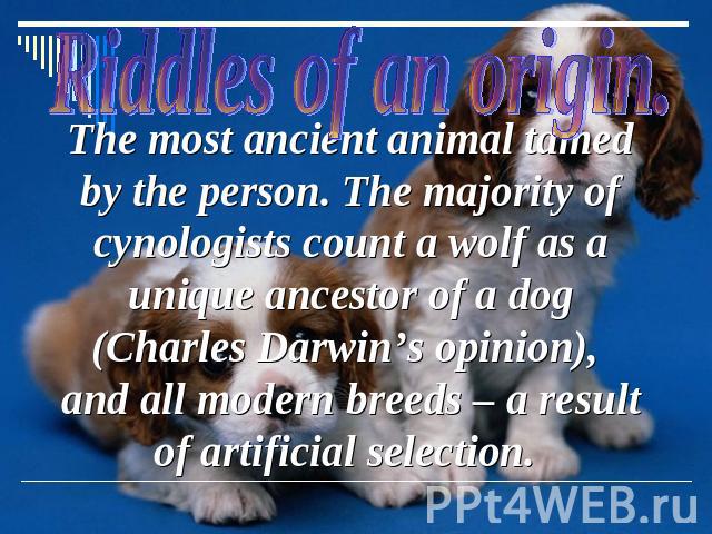 The most ancient animal tamed by the person. The majority of cynologists count a wolf as a unique ancestor of a dog (Charles Darwin’s opinion), and all modern breeds – a result of artificial selection.