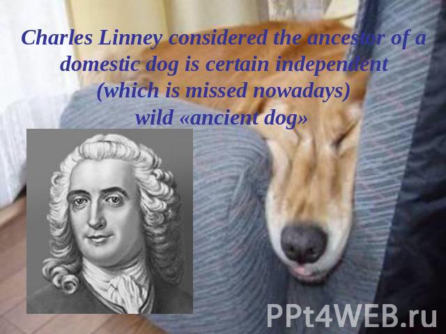 Charles Linney considered the ancestor of a domestic dog is certain independent (which is missed nowadays) wild «ancient dog»
