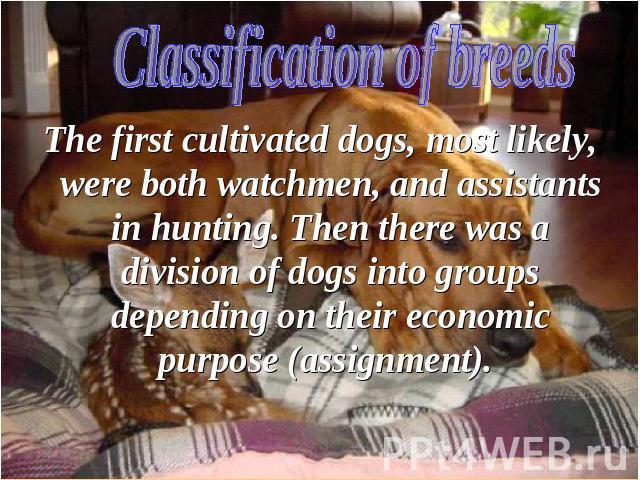 The first cultivated dogs, most likely, were both watchmen, and assistants in hunting. Then there was a division of dogs into groups depending on their economic purpose (assignment).