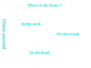 Where is the brain ?