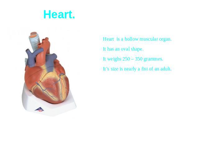 Heart is a hollow muscular organ.It has an oval shape.It weighs 250 – 350 grammes.It’s size is nearly a fist of an adult.