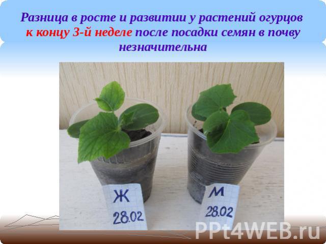 Разница в росте и развитии у растений огурцов к концу 3-й неделе после посадки семян в почву незначительна