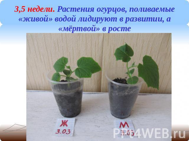 3,5 недели. Растения огурцов, поливаемые «живой» водой лидируют в развитии, а «мёртвой» в росте