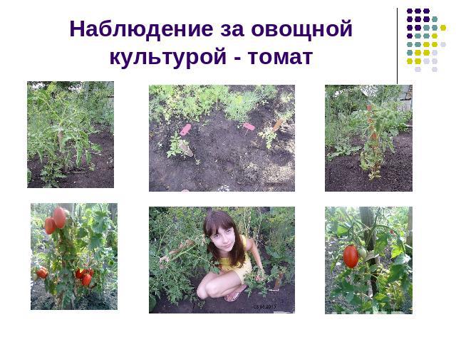 Наблюдение за овощной культурой - томат