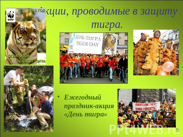 Акции, проводимые в защиту тигра.Ежегодный праздник-акция «День тигра»