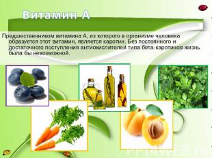 Предшественником витамина А, из которого в организме человека образуется этот ви