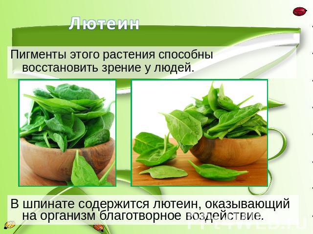 Пигменты этого растения способны восстановить зрение у людей.В шпинате содержится лютеин, оказывающий на организм благотворное воздействие.