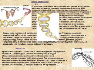 В молекулах ДНК хранится наследственная информация. Молекулы ДНК закручены в спи