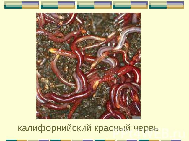калифорнийский красный червь