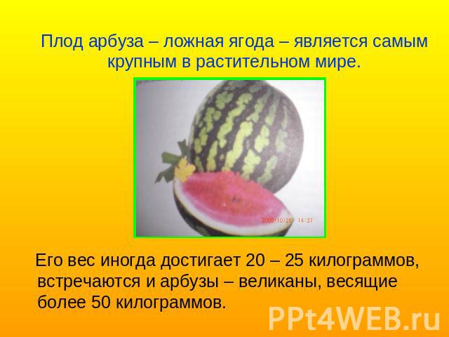 Плод арбуза – ложная ягода – является самым крупным в растительном мире. Его вес иногда достигает 20 – 25 килограммов, встречаются и арбузы – великаны, весящие более 50 килограммов.