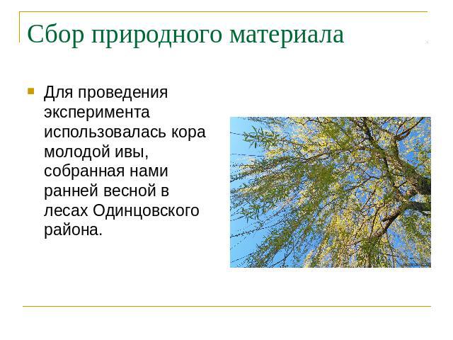Сбор природного материалаДля проведения эксперимента использовалась кора молодой ивы, собранная нами ранней весной в лесах Одинцовского района.