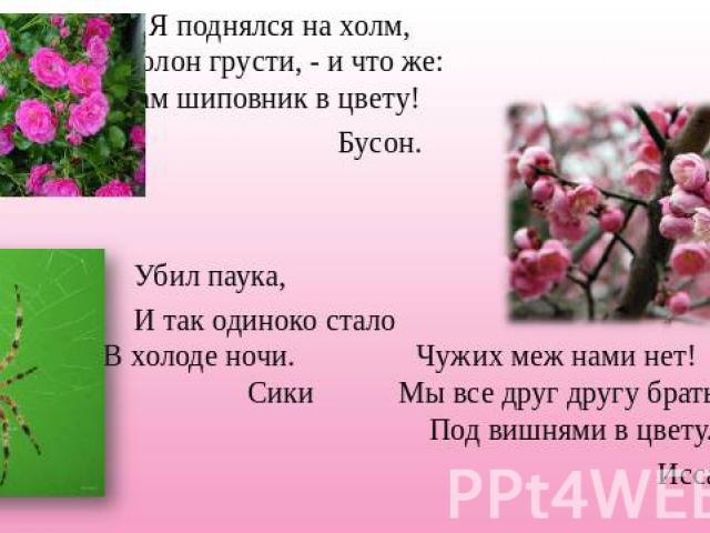 Я поднялся на холм, Полон грусти, - и что же: Там шиповник в цвету! Бусон. Убил паука, И так одиноко стало В холоде ночи. Чужих меж нами нет! Сики Мы все друг другу братья. Под вишнями в цвету. Исса.