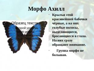 Морфо Ахилл Крылья этой красивейшей бабочки чёрные, а на них голубые полосы, выд