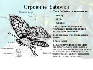 Строение бабочкиТело бабочки разделено на:головугрудьбрюшко2 пары крыльев, покры