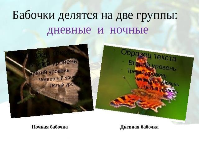 Бабочки делятся на две группы: дневные и ночные