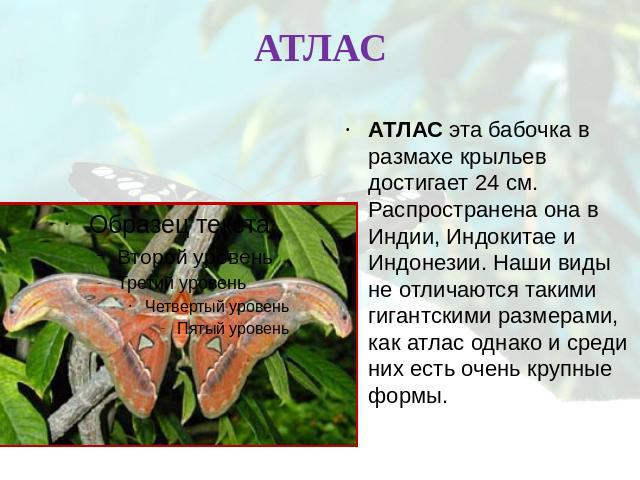 АТЛАСАТЛАС эта бабочка в размахе крыльев достигает 24 см. Распространена она в Индии, Индокитае и Индонезии. Наши виды не отличаются такими гигантскими размерами, как атлас однако и среди них есть очень крупные формы.
