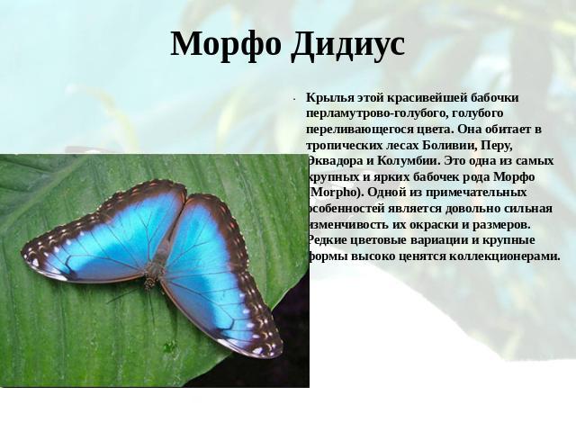 Морфо ДидиусКрылья этой красивейшей бабочки перламутрово-голубого, голубого переливающегося цвета. Она обитает в тропических лесах Боливии, Перу, Эквадора и Колумбии. Это одна из самых крупных и ярких бабочек рода Морфо (Morpho). Одной из примечател…