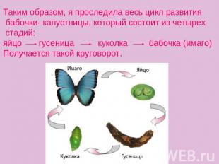 Таким образом, я проследила весь цикл развития бабочки- капустницы, который сост