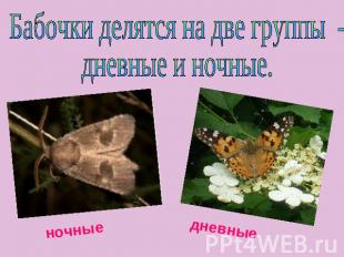 Бабочки делятся на две группы - дневные и ночные.