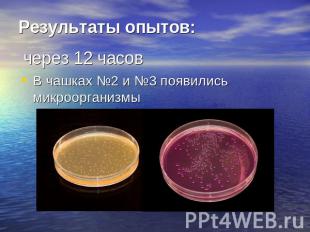 Результаты опытов: через 12 часовВ чашках №2 и №3 появились микроорганизмы