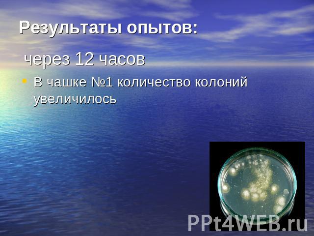 Результаты опытов: через 12 часовВ чашке №1 количество колоний увеличилось