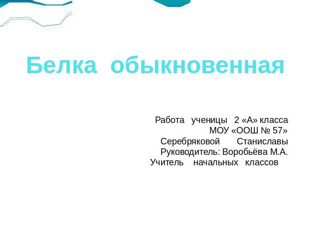 Белка обыкновеннаяРабота ученицы 2 «А» классаМОУ «ООШ № 57»Серебряковой СтаниславыРуководитель: Воробьёва М.А.Учитель начальных классов