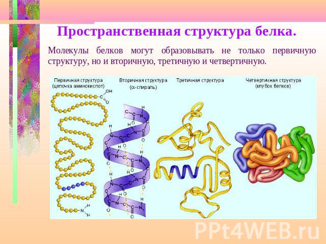 Пространственная структура белка.Молекулы белков могут образовывать не только первичную структуру, но и вторичную, третичную и четвертичную.