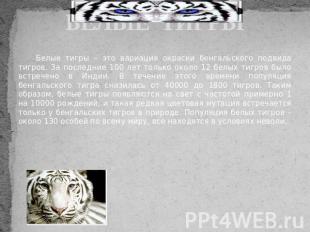 БЕЛЫЕ ТИГРЫ Белые тигры – это вариация окраски бенгальского подвида тигров. За п