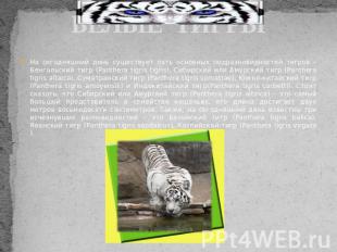 БЕЛЫЕ ТИГРЫНа сегодняшний день существует пять основных подразновидностей тигров