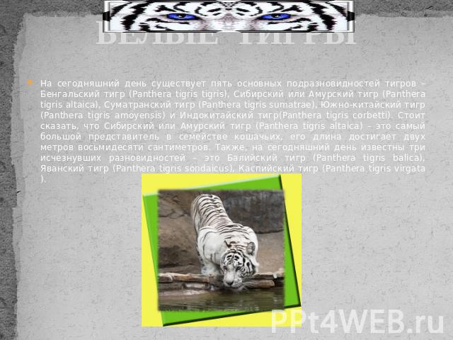 БЕЛЫЕ ТИГРЫНа сегодняшний день существует пять основных подразновидностей тигров – Бенгальский тигр (Panthera tigris tigris), Сибирский или Амурский тигр (Panthera tigris altaica), Суматранский тигр (Panthera tigris sumatrae), Южно-китайский тигр (P…