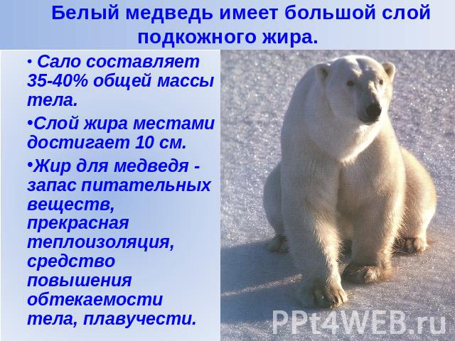 Белый медведь имеет большой слой подкожного жира. Сало составляет 35-40% общей массы тела.Слой жира местами достигает 10 см.Жир для медведя - запас питательных веществ, прекрасная теплоизоляция, средство повышения обтекаемости тела, плавучести.